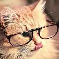 kitty cute cat images